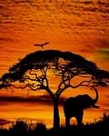 pic for African sky